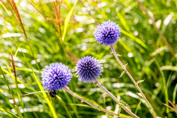 長者原のヒゴタイ