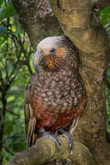 The New Zealand Kaka (Nestor meridionalis) is a parrot endemic to the native forests of New Zealand.