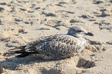 Sylt - the beautiful island is located in the north of Germany