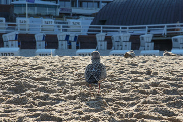 Sylt - the beautiful island is located in the north of Germany