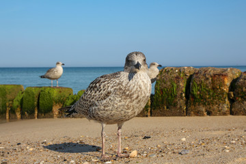 Sylt - the beautiful island is located in the north of Germany