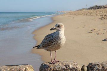 Sylt - the beautiful island is located in the north of Germany