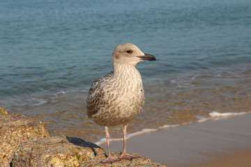 Sylt - the beautiful island is located in the north of Germany