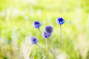 長者原のヒゴタイ