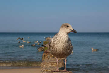 Sylt - the beautiful island is located in the north of Germany
