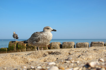 Sylt - the beautiful island is located in the north of Germany