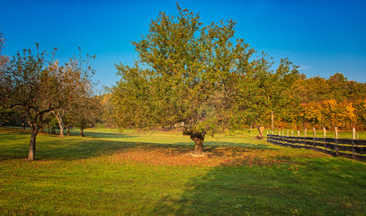 A nice apple tree in the garden in autumn