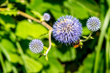 長者原のヒゴタイ
