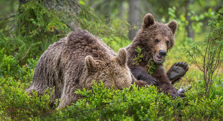 Obraz na płótnie Canvas She-Bear and cub in the summer pine forest. Family of Brown Bear. Scientific name: Ursus arctos. Natural habitat.
