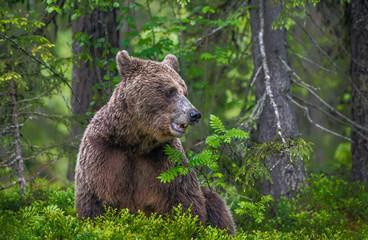 Fototapeta na wymiar Brown bear in the summer forest. Green forest natural background. Scientific name: Ursus arctos. Natural habitat.