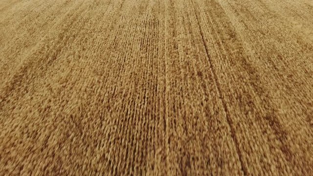 Drone video flying about 100 feet or 30 metres above a mature fall wheat field that is ready for harvesting and blowing in a light wind.  The direction of movement is parallel to the rows of wheat. 