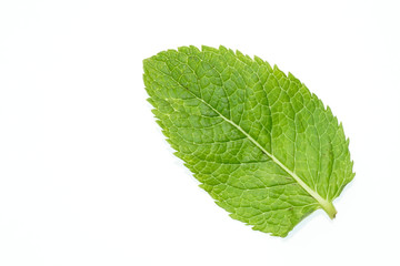 A fresh peppermint leaf with white background