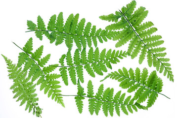 A couple of fern leaves on a white background