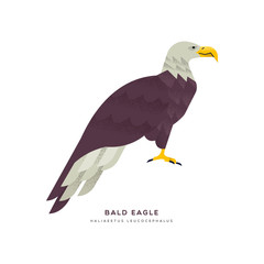 Obraz premium Wild bald eagle bird isolated animal cartoon