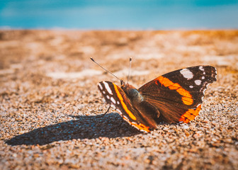 A red admiral butterfly enjoys the late summer sunshine on a seawall in Ramsgate, Kent, UK.