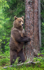 Female of Brown bear stands on its hind legs by a tree in a summer forest. Scientific name: Ursus...