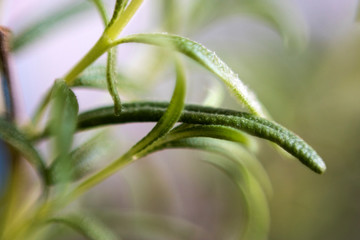 Nahaufnahme Rosmarin