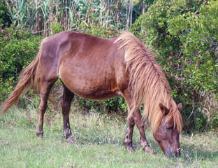 Wild Assateague  Island Pony grazing