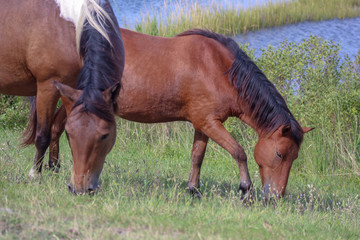 Wild Assateague Island Ponies grazing