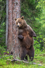 Female of Brown bear stands on its hind legs by a tree in a summer forest. Scientific name: Ursus Arctos ( Brown Bear). Green natural background. Natural habitat.
