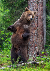 Female of Brown bear stands on its hind legs by a tree in a summer forest. Scientific name: Ursus...