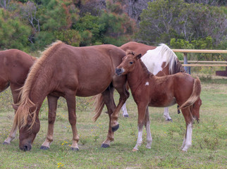 Wild Herd of Assateague  Island Ponies with a colt
