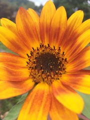 yellow flower closeup of a sunflower