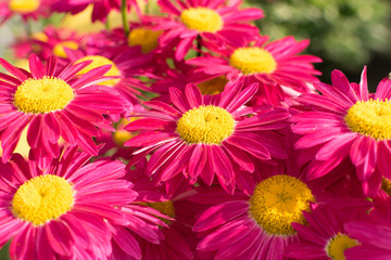 Obraz premium Beautiful Red Argyranthemum, Marguerite, Marguerite daisy or Dill daisy