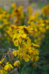 Erysimum cheiri flowers, Cheiranthus cheiri or wallflower