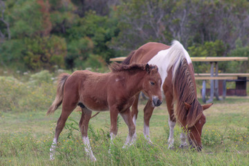 Assateague  Island wild colt and mare pony