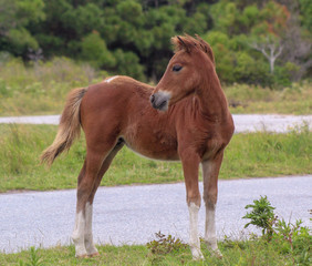 Assateague  Island wild colt pony
