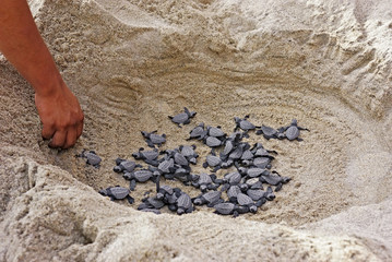 nido de tortugas marinas
