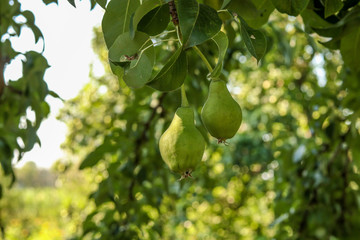 Organic pears without chemicals grow on a tree, horizontal orientation