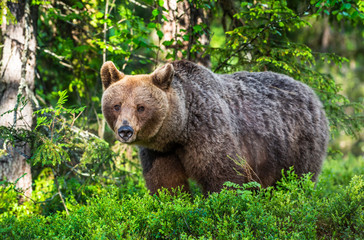 Obraz na płótnie Canvas Brown bear in the summer forest. Green forest natural background. Scientific name: Ursus arctos. Natural habitat.