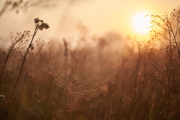 spider web in a field at dawn in summer