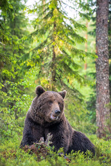 Brown bear in the summer forest. Green forest natural background. Scientific name: Ursus arctos. Natural habitat.