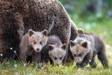 Obraz premium Mother She-Bear and cubs in the summer pine forest. Family of Brown Bear. Scientific name: Ursus arctos. Natural habitat.