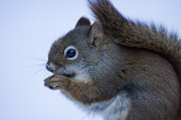 closeup of a cute squirrel sitting in the winter snow eating a nut