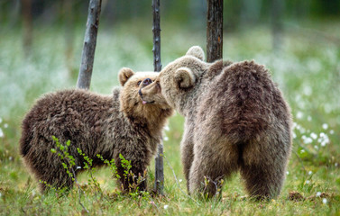 Young brown bears on the swamp in te summer forest, among white flowers. Natural habitat. Scientific name: Ursus Arctos Arctos. Summer green forest background.