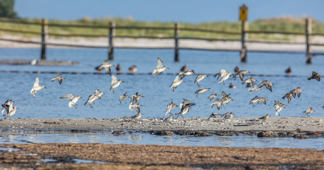 vögel