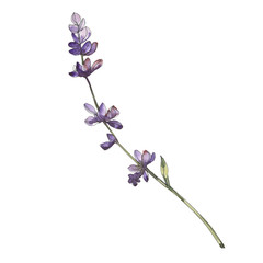 Fototapeta premium Violet lavender floral botanical flowers. Watercolor background set. Isolated lavender illustration element.