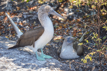 Blue Footed Booby 