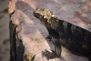 Galapagos Iguana 