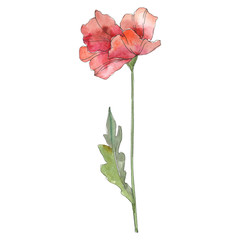 Red poppy floral botanical flower. Watercolor background illustration set. Isolated poppy illustration element.