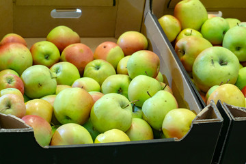 Apples in boxes in a supermarket on a store counter for sale.