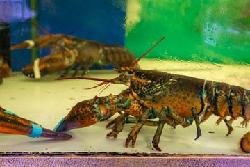 Crab in aquarium aquarium, seafood for sale in a supermarket.
