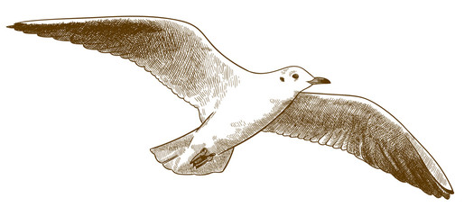 engraving antique illustration of seagull