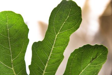 Venature della foglia verde dell'albero di fico