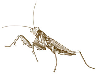engraving antique illustration of praying mantis - obrazy, fototapety, plakaty