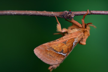 Closeup of a brown moth hanging on a branch in front of green background with space
